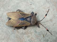 Pachylis gigas