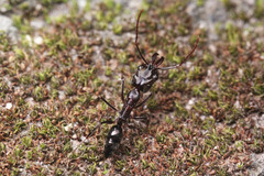 Odontomachus