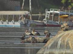 Alopochen aegyptiaca