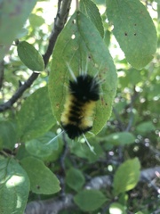 Lophocampa maculata