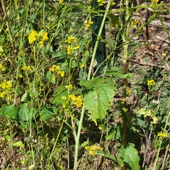 Rhamphospermum nigrum