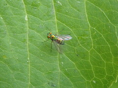 Condylostylus caudatus