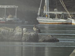 Alopochen aegyptiaca