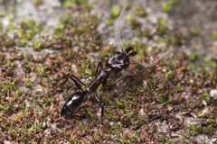 Odontomachus