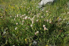 Trifolium ambiguum