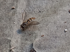 Episyrphus balteatus