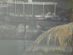 Alopochen aegyptiaca