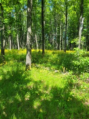 Hieracium sylvularum