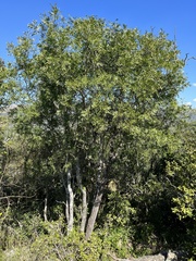 Ptaeroxylon obliquum