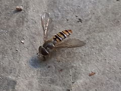 Episyrphus balteatus