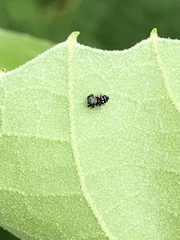 Paraphidippus