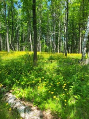 Hieracium sylvularum
