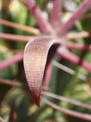 Ferocactus latispinus