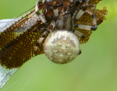 Araneus trifolium