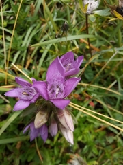 Gentianella