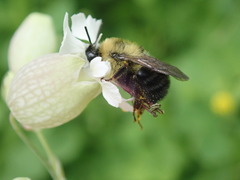 Bombus bimaculatus