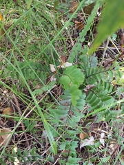 Adiantum viridimontanum