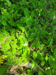 Hieracium sylvularum
