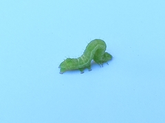 Chrysodeixis chalcites