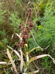 Scirpus atrovirens