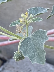 Chrozophora tinctoria