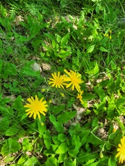 Hieracium sylvularum