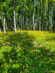 Hieracium sylvularum