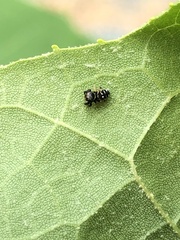 Paraphidippus
