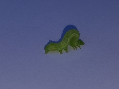 Chrysodeixis chalcites