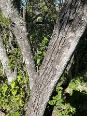 Ptaeroxylon obliquum