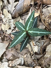 Chimaphila umbellata