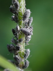 Aphis craccae
