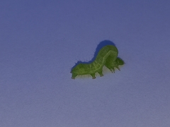 Chrysodeixis chalcites