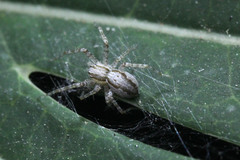 Araneae
