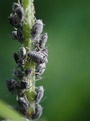 Aphis craccae