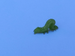 Chrysodeixis chalcites