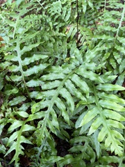 Woodwardia areolata
