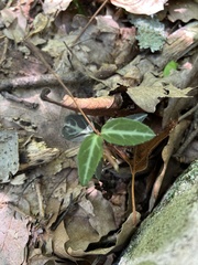 Chimaphila umbellata