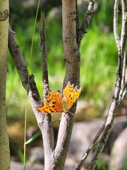 Polygonia gracilis