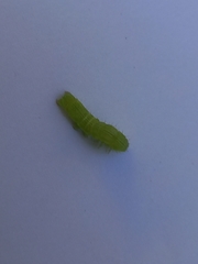 Chrysodeixis chalcites