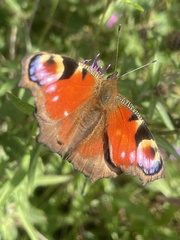 Aglais io
