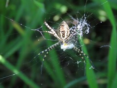 Argiope trifasciata