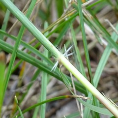 Sporobolus cryptandrus