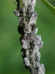 Aphis craccae
