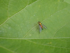 Condylostylus caudatus