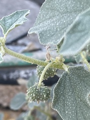 Chrozophora tinctoria