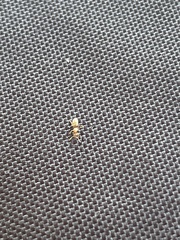 Brachymyrmex depilis