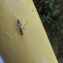 Pseudomyrmex