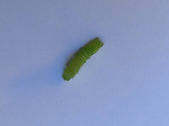 Chrysodeixis chalcites