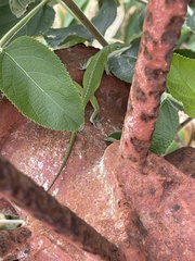 Anolis carolinensis